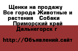 Щенки на продажу - Все города Животные и растения » Собаки   . Приморский край,Дальнегорск г.